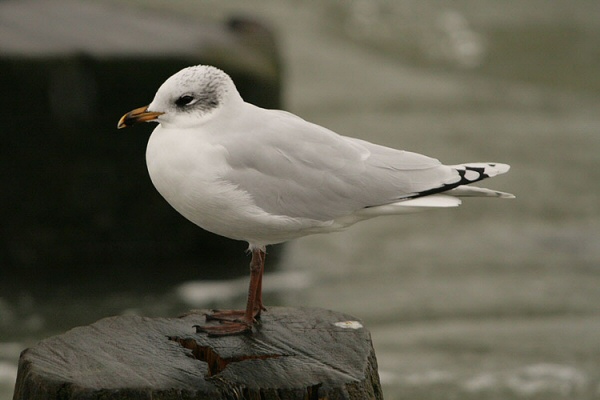 Mediterranean Gull