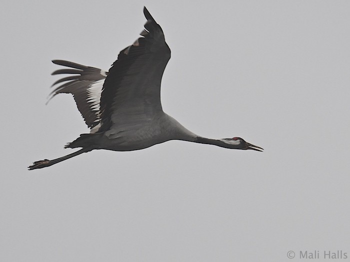 Common Crane