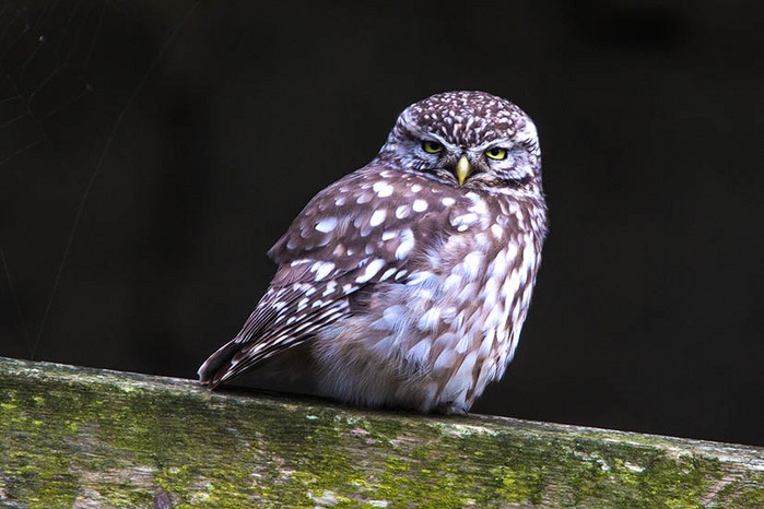 Little Owl