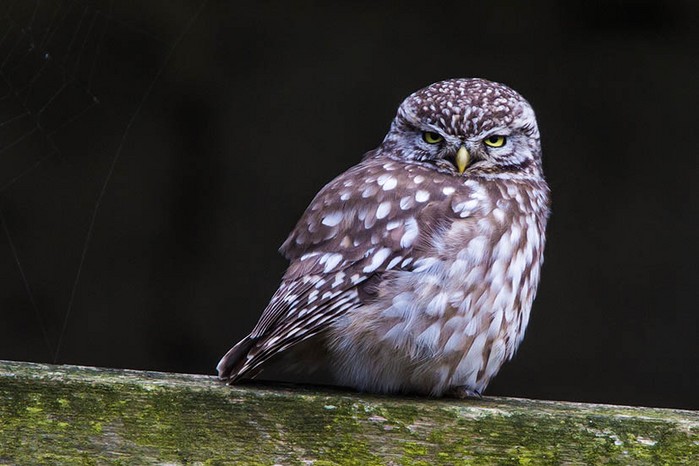 Little Owl