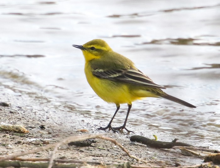 Yellow Wagtail