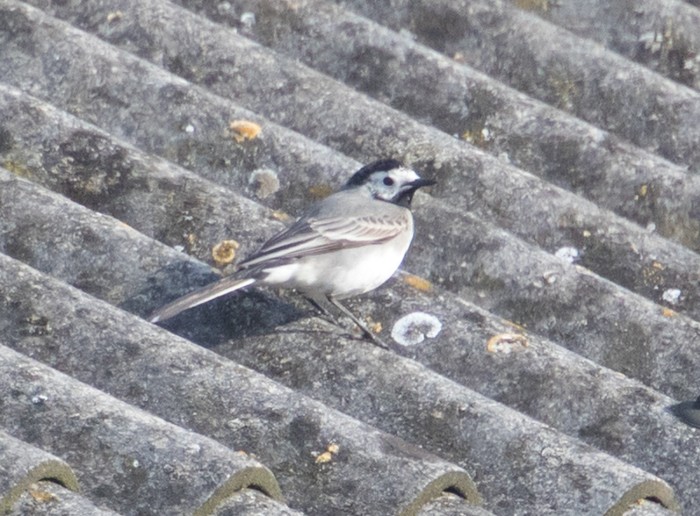 White Wagtail