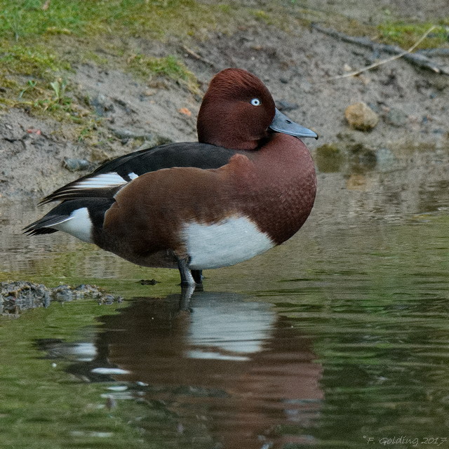 Ferruginous Duck