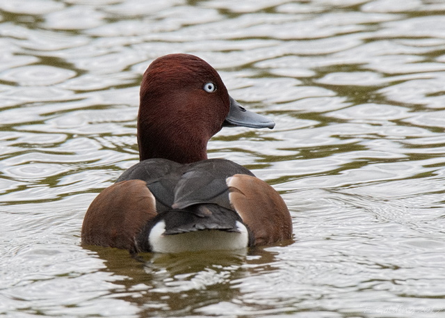 Ferruginous Duck