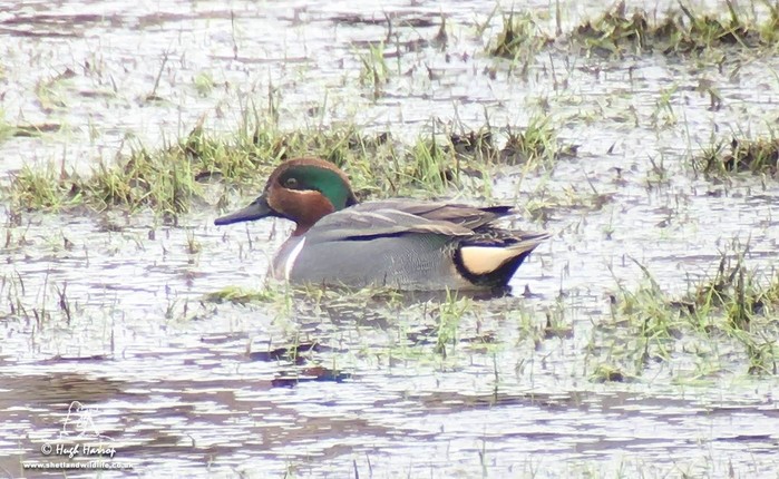 Green-winged Teal