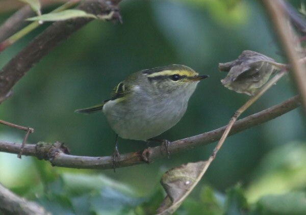 Pallas's Warbler