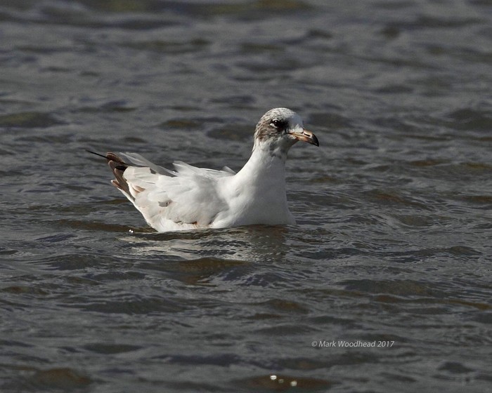 Mediterranean Gull