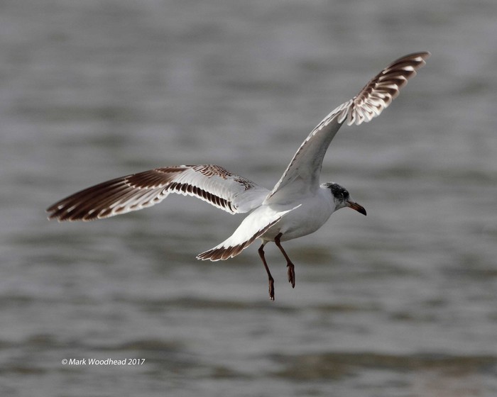Mediterranean Gull