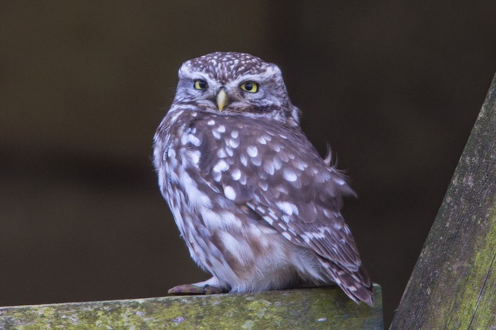 Little Owl