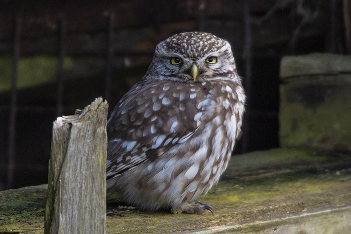 Little Owl
