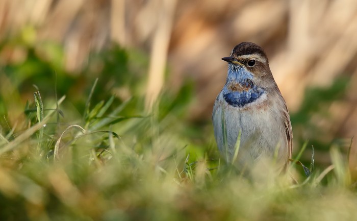 Bluethroat