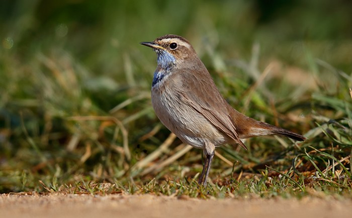 Bluethroat