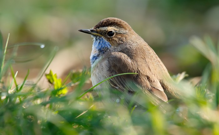 Bluethroat