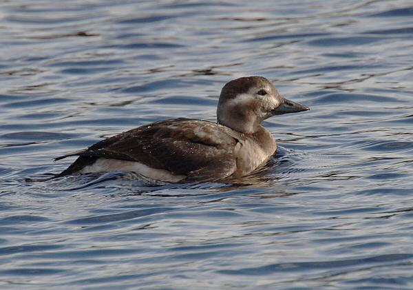Long-tailed Duck