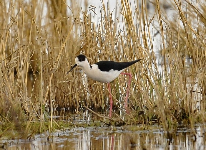 Black-winged Stilt