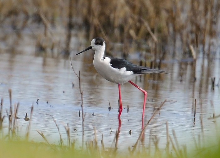 Black-winged Stilt