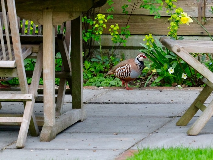 Red-legged Partridge