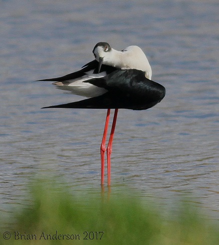 Black-winged Stilt