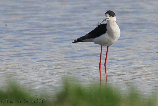 Black-winged Stilt