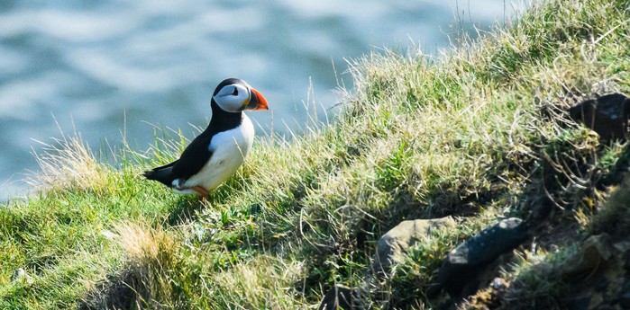 Puffin