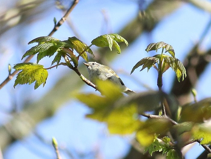 Yellow-browed Warbler