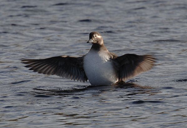 Long-tailed Duck