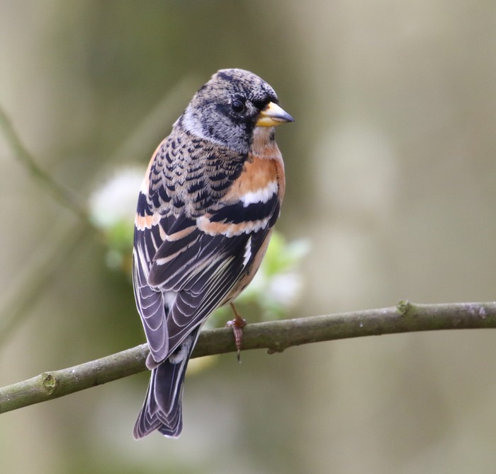 Brambling