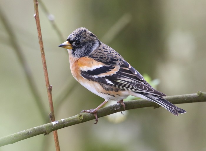 Brambling