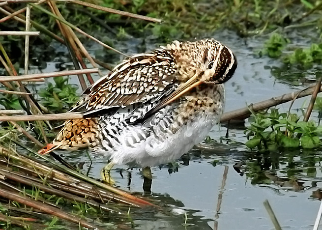 Snipe