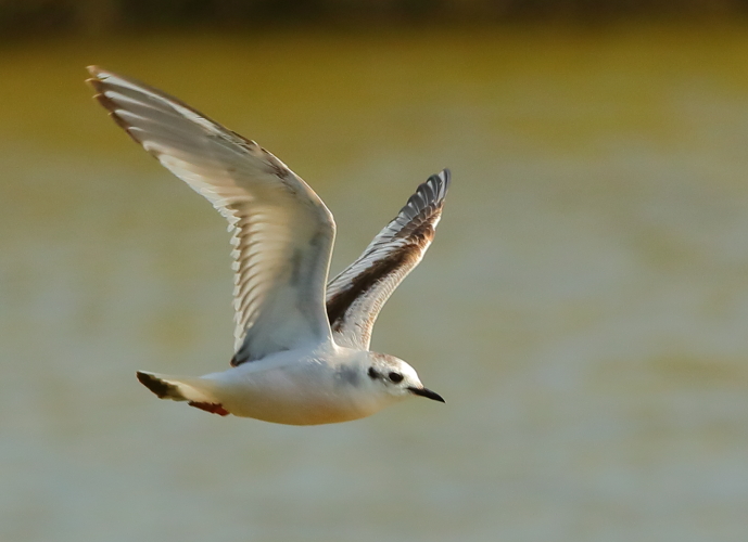 Little Gull