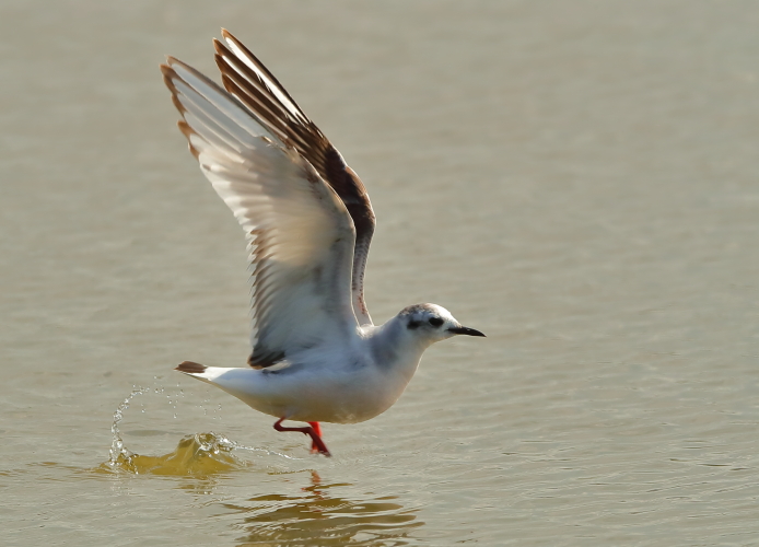 Little Gull