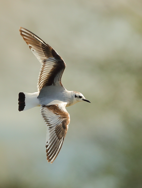 Little Gull