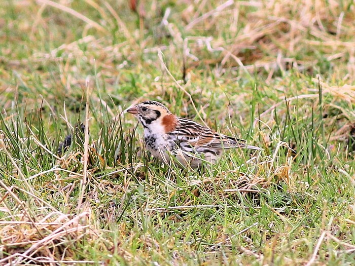 Lapland Bunting