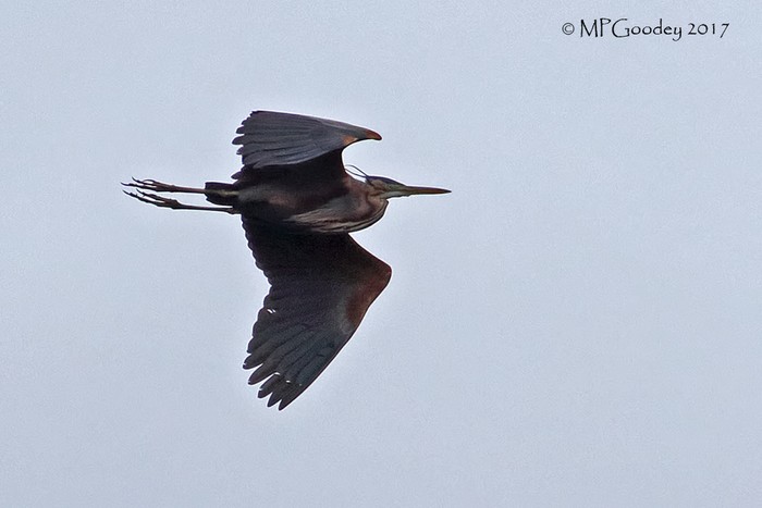 Purple Heron