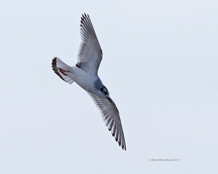 Little Gull
