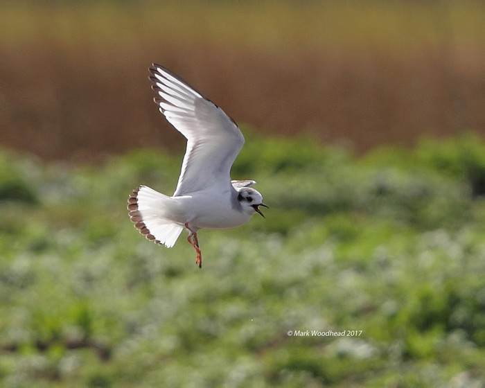 Little Gull
