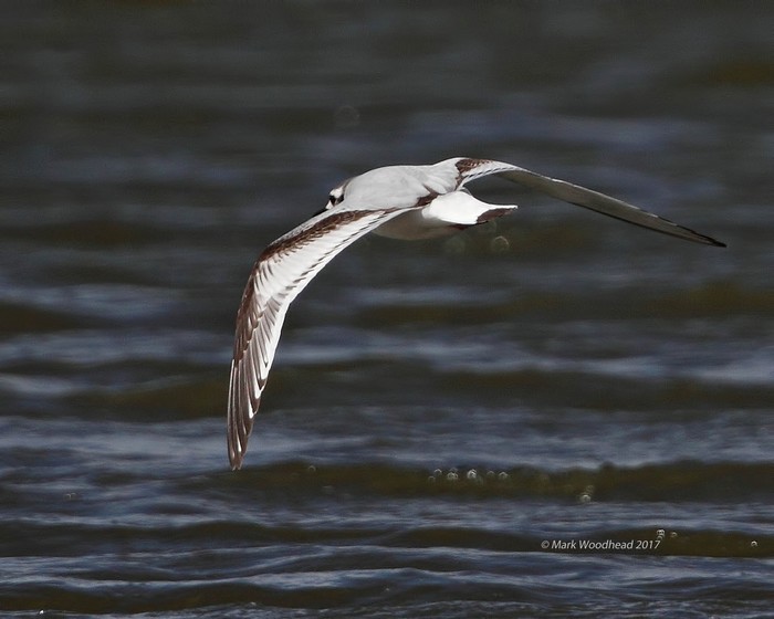 Little Gull