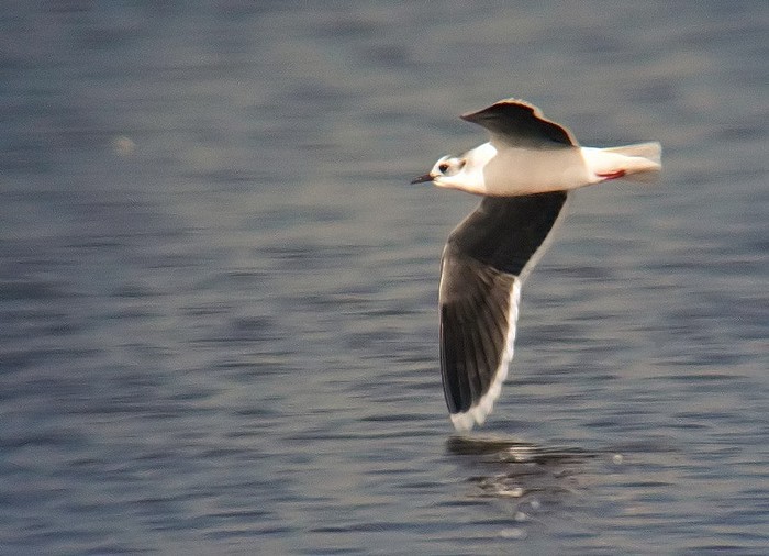 Little Gull