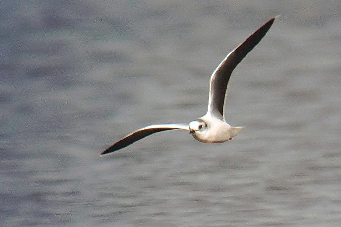Little Gull