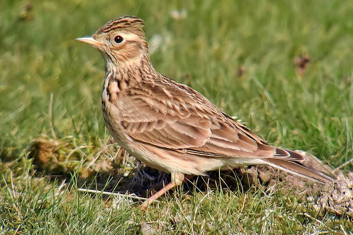 SKYLARK