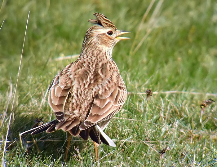 Skylark