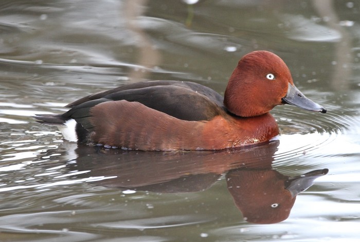 Ferruginous Duck