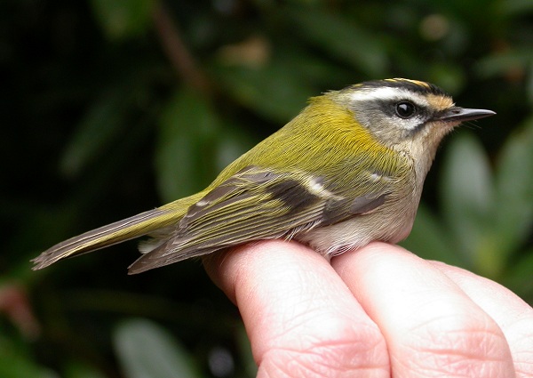 Firecrest