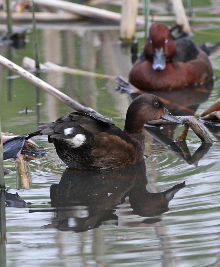 Ferruginous Duck