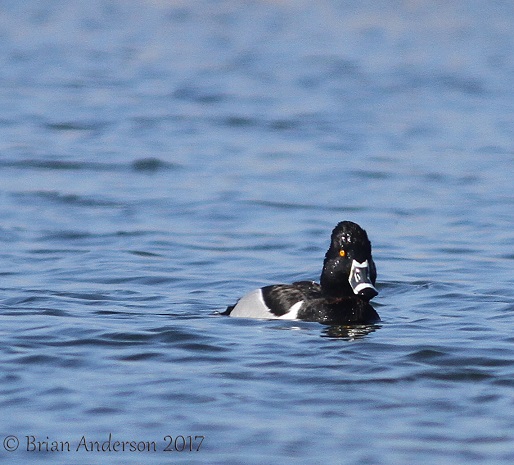 Ring-necked Duck