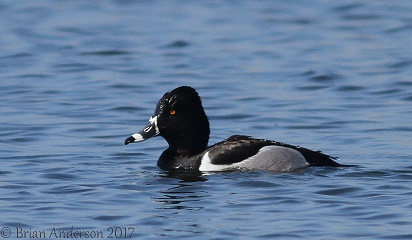 Ring-necked Duck