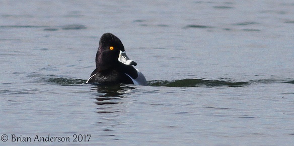 Ring-necked Duck