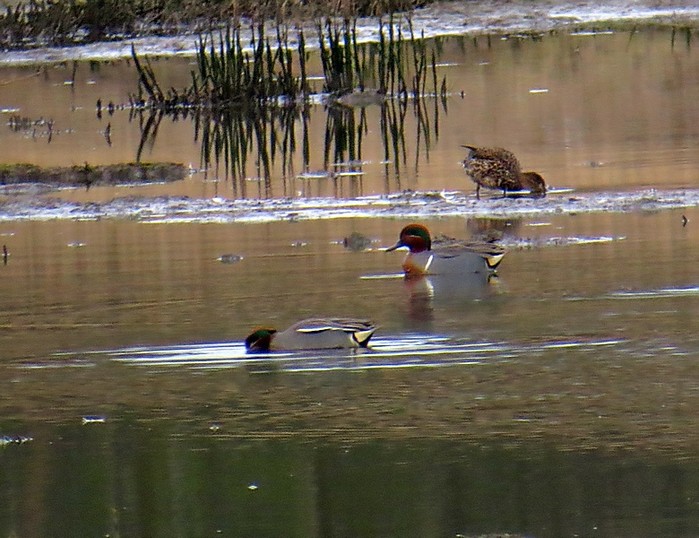 Green-winged Teal