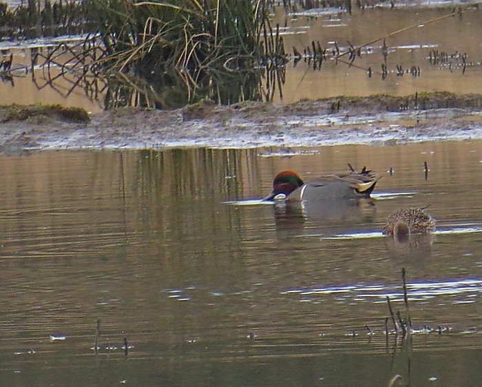 Green-winged Teal