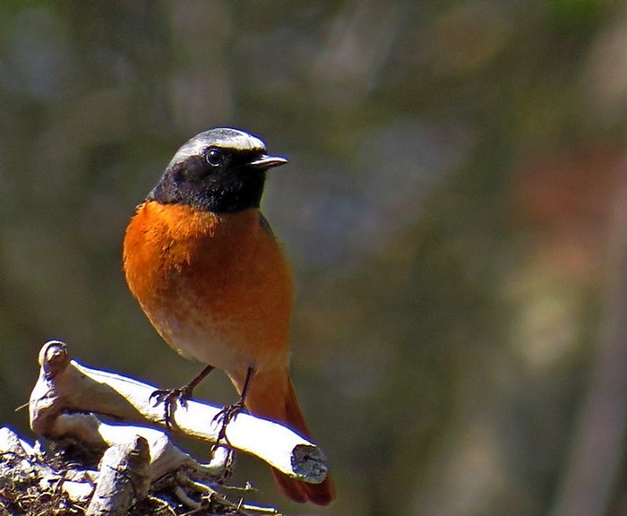 Redstart